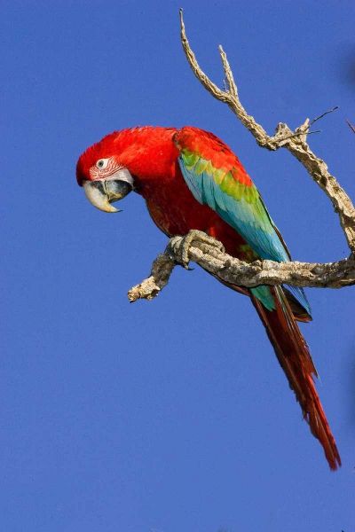 Brazil, Pantanal Red and green macaw